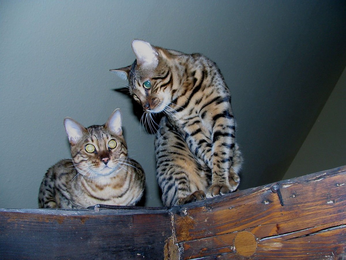 Бенгал-метис кошка