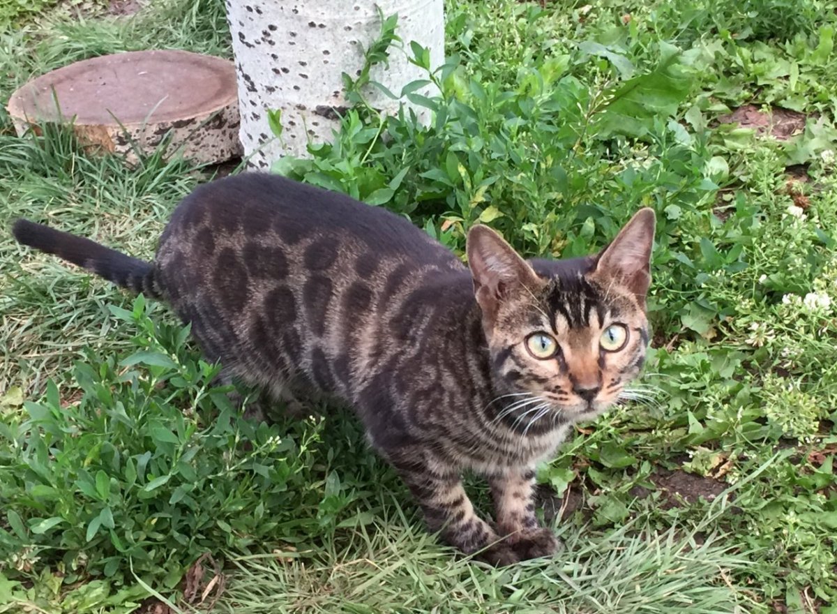 Бенгальская кошка метис с дворовой