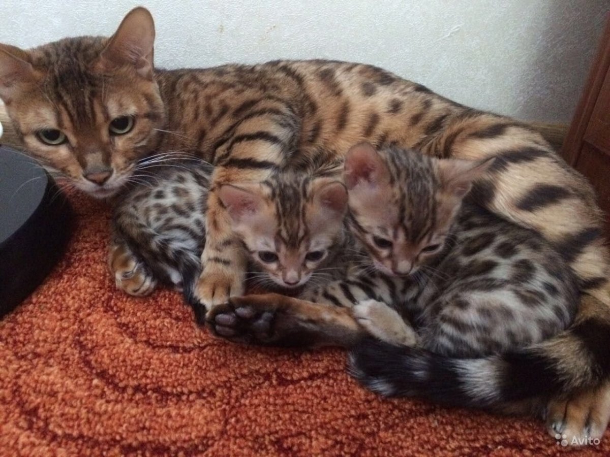 Бенгальская кошка Пенза