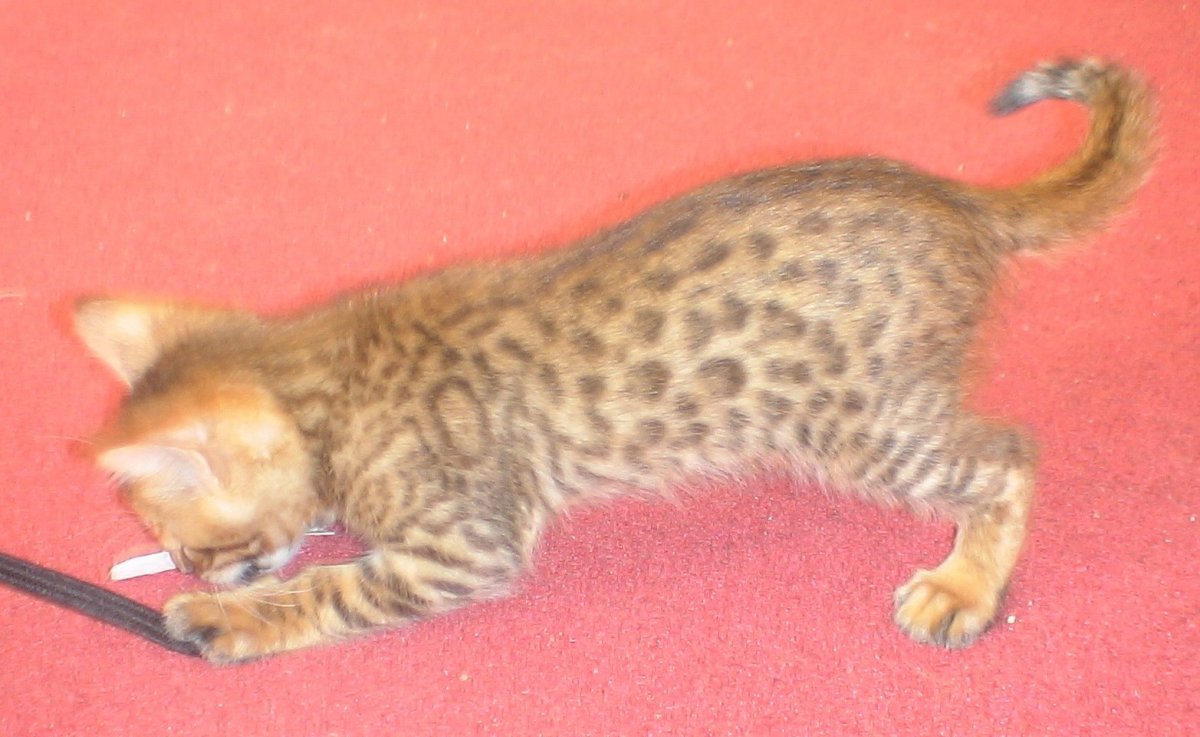 Гибриды ф 1 бенгалы