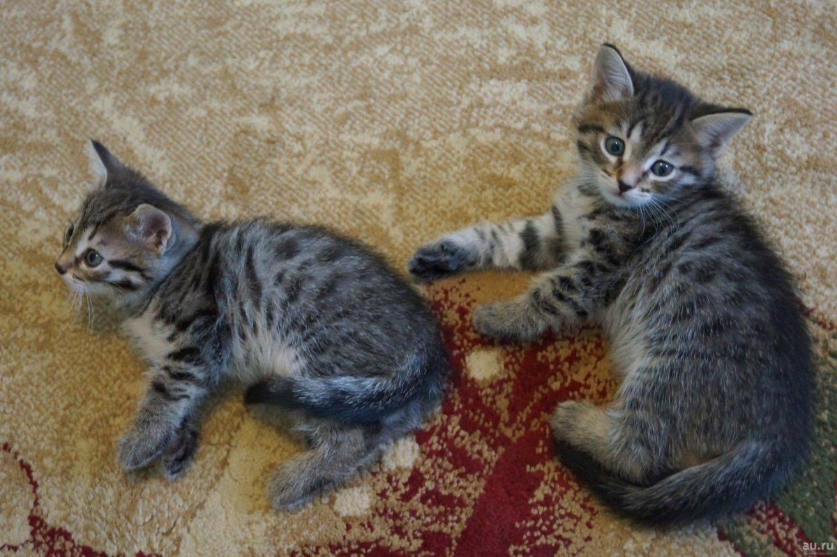 Метис бенгальской кошки