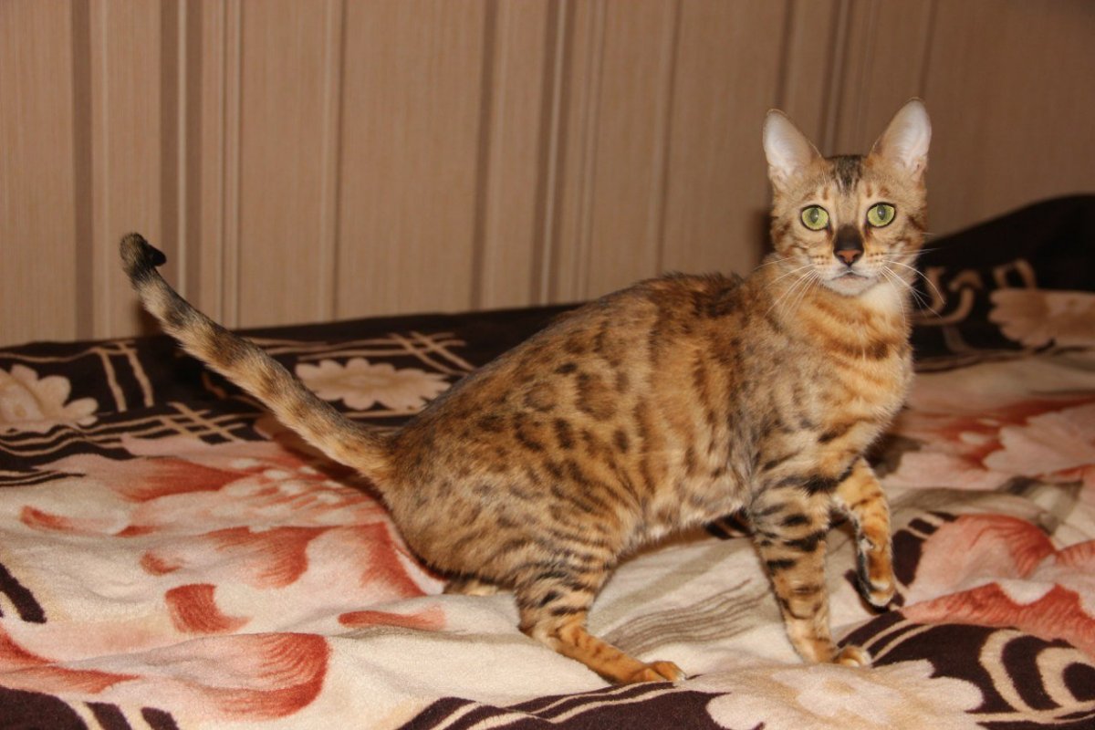Метис бенгальской кошки