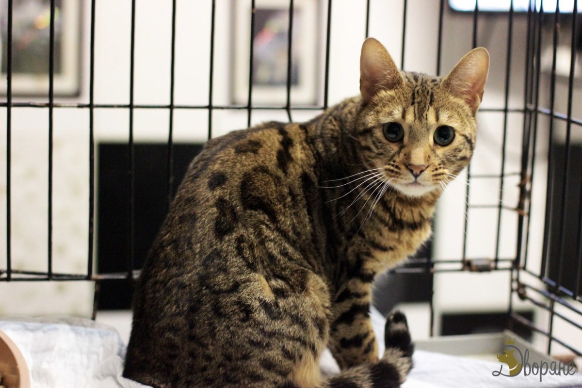 Котята метисы бенгальской кошки