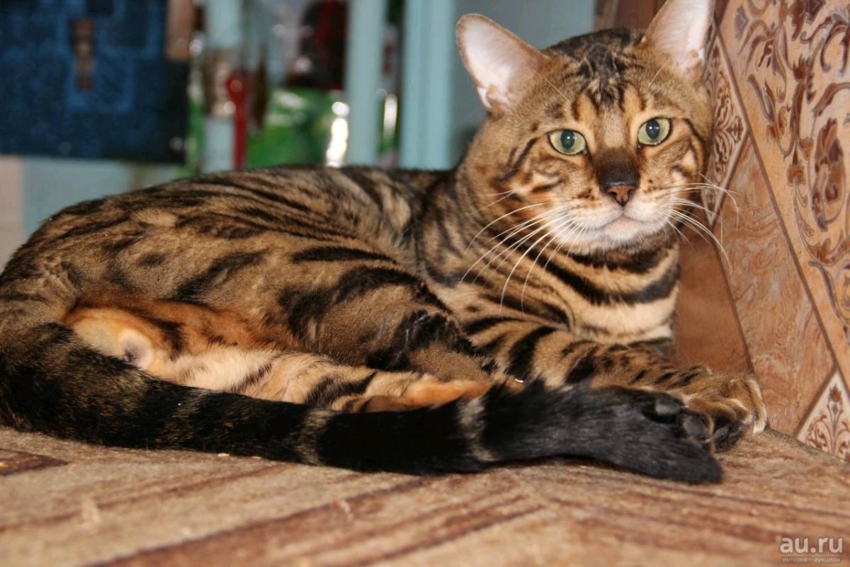 Бенгальский камышовый кот