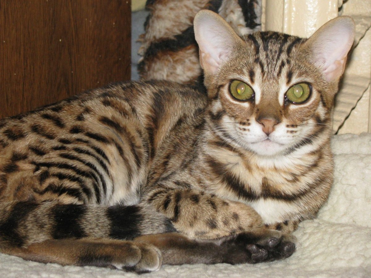 Бенгал метис