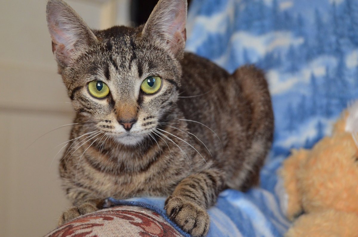 Кот бенгал мраморный