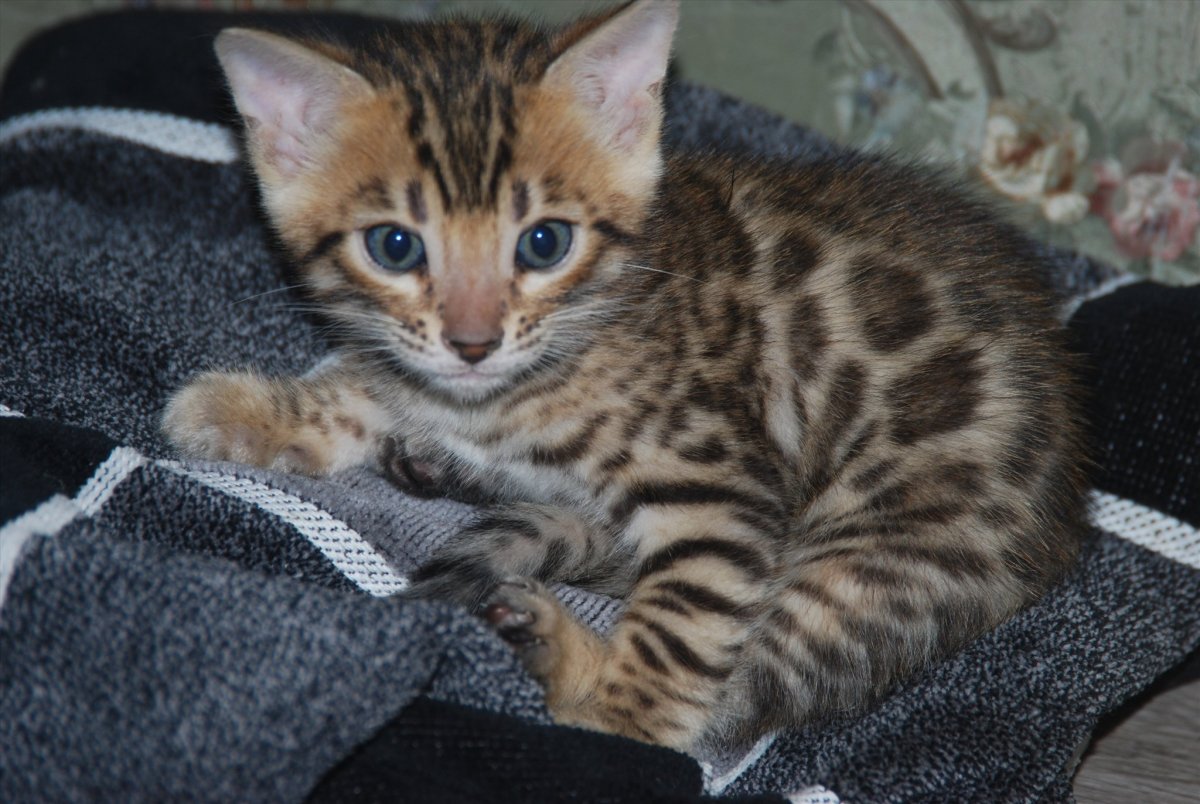 Помесь бенгальской кошки и дворового кота
