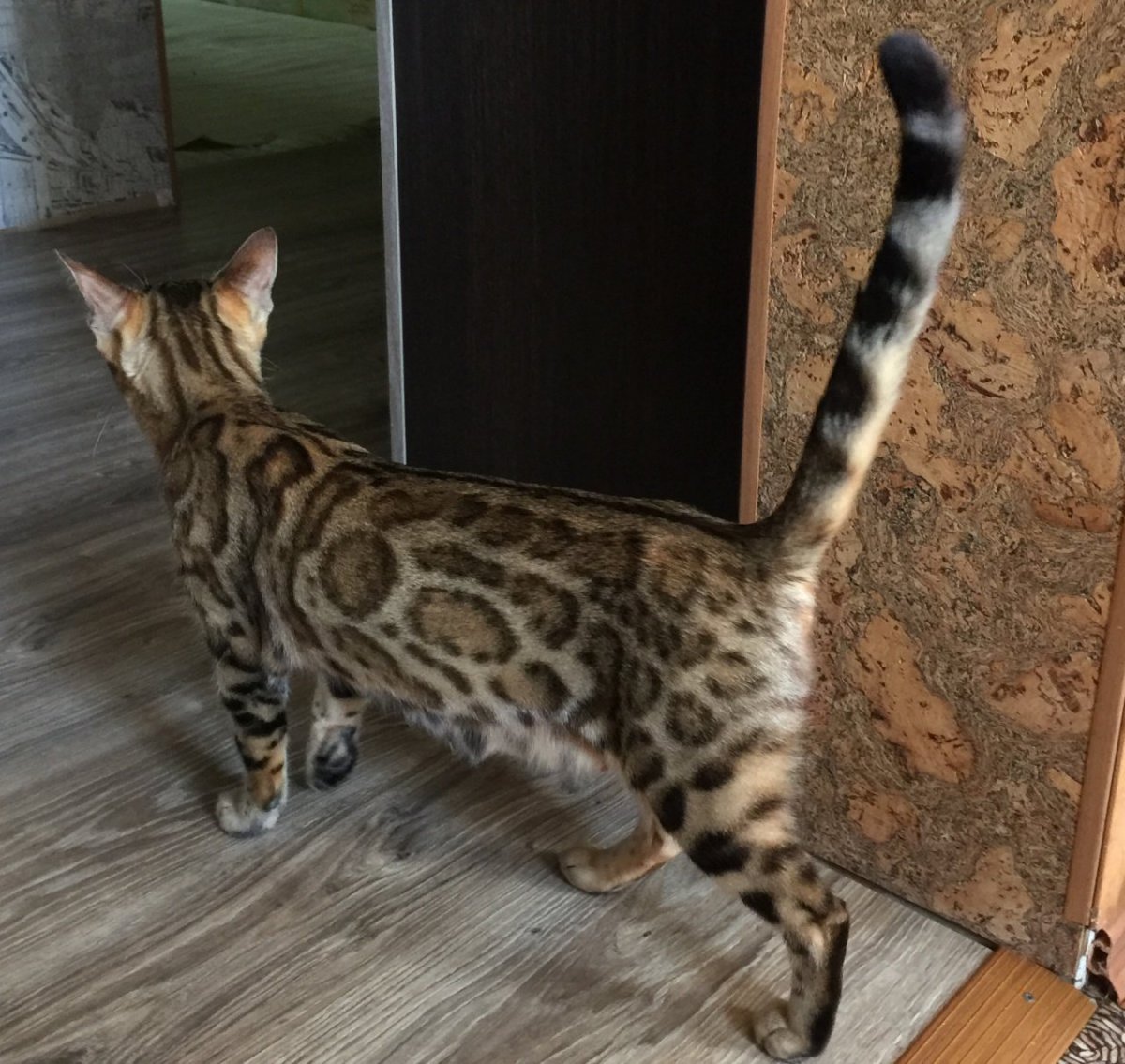 Бенгал метис