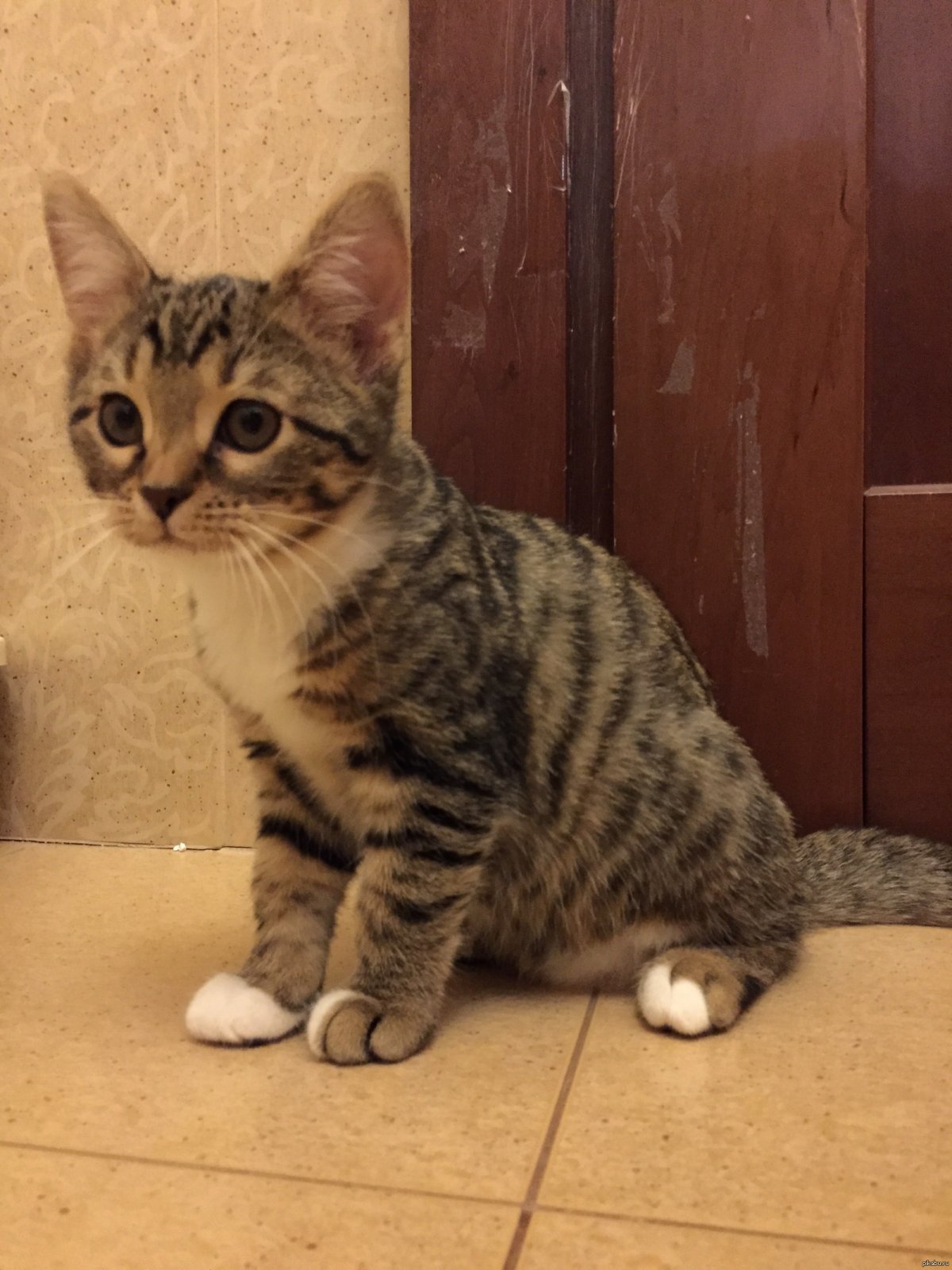 Метис бенгальской кошки