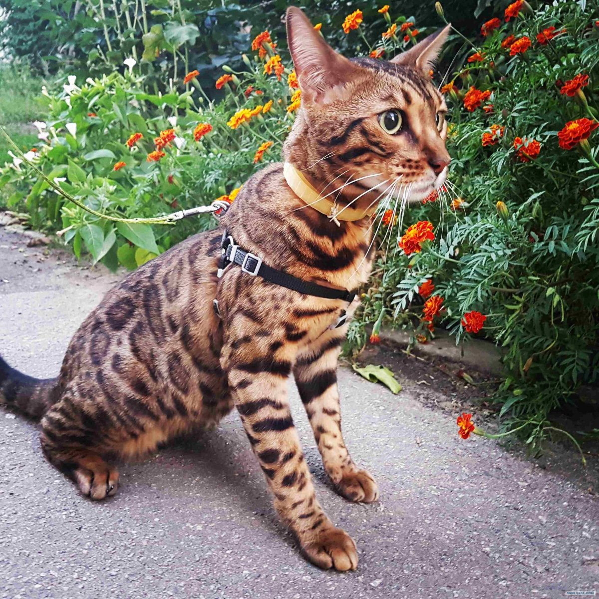 Бенгальский кот