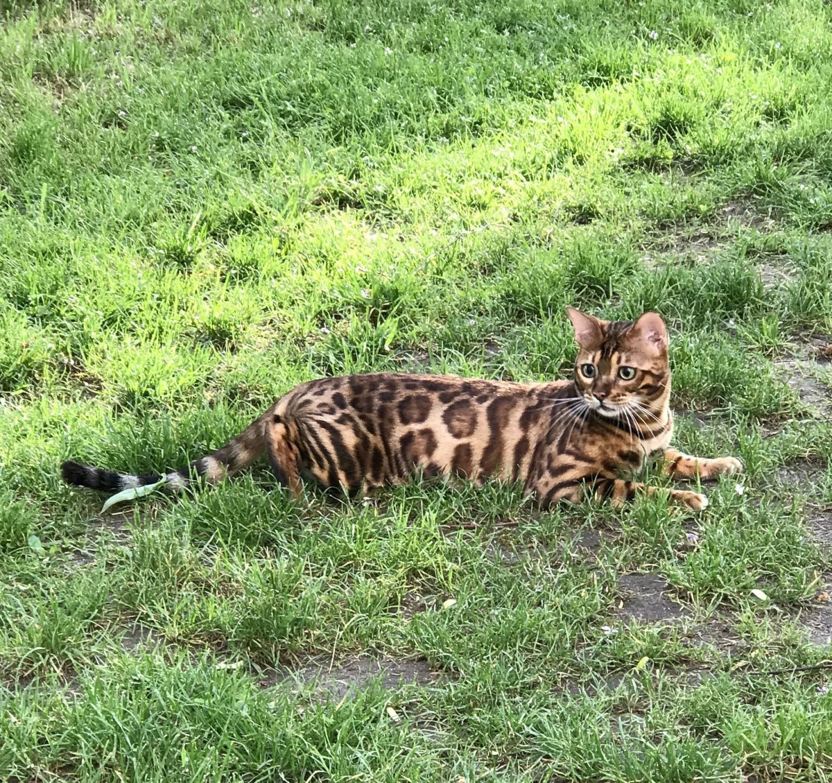 Бенгалы Полукровки