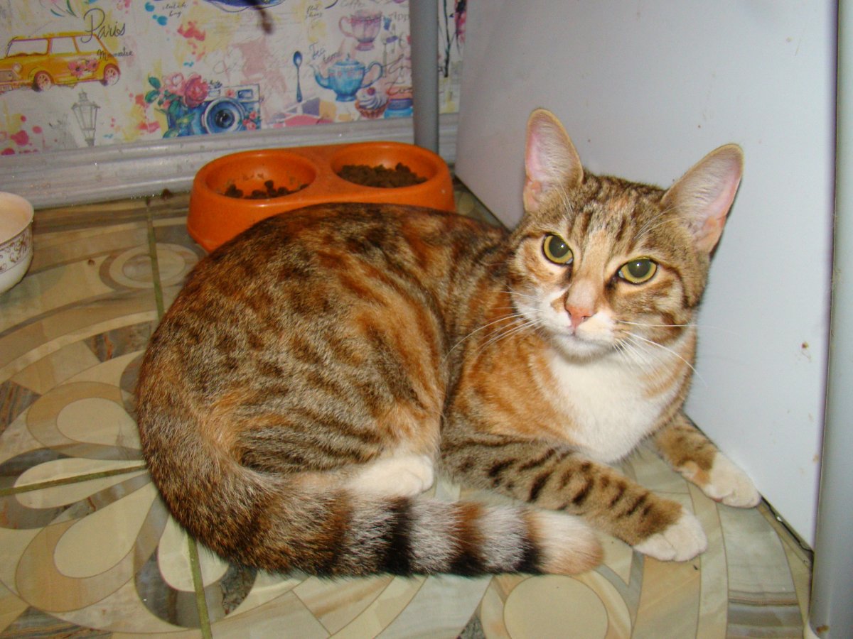 Метис бенгальской кошки