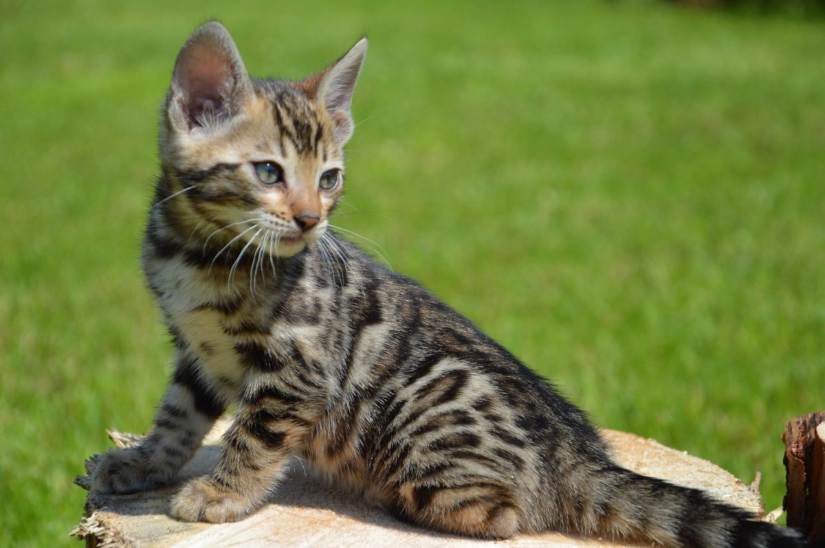 Бенгальский кот полосатый помесь