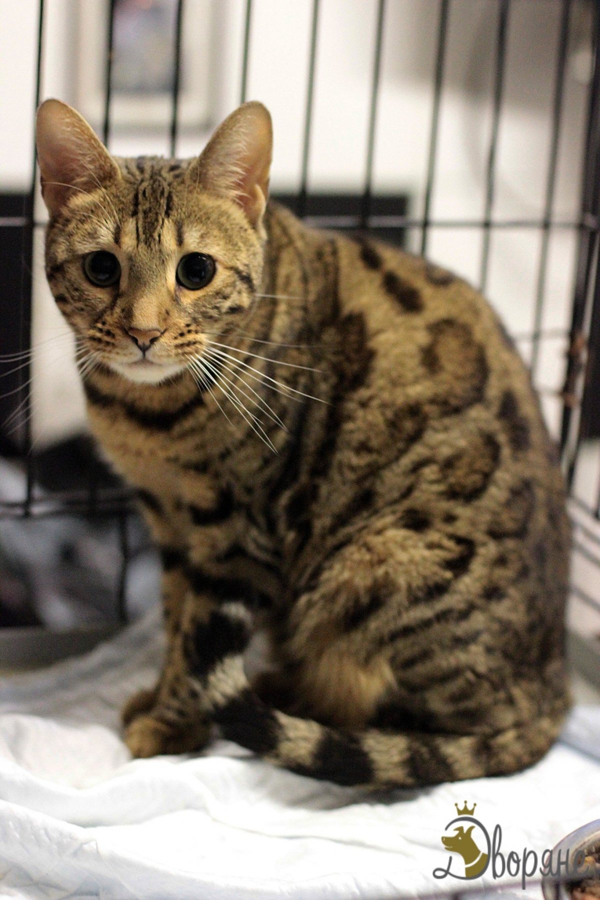 Бенгалы метисы