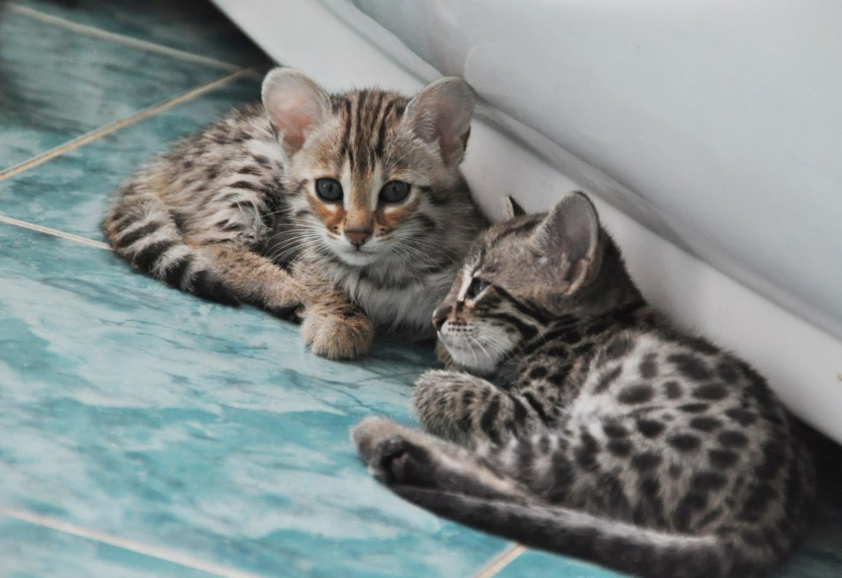 Метис бенгальской и шотландской кошки