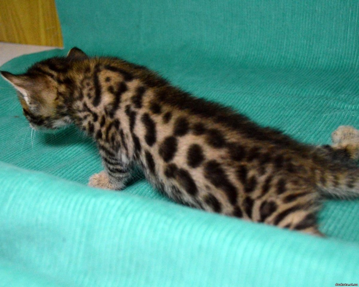 Бенгальский кот полосатый помесь