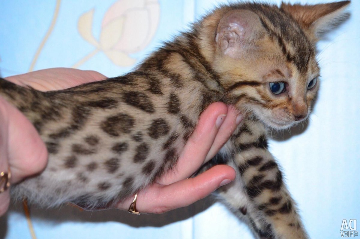 Смесь бенгала