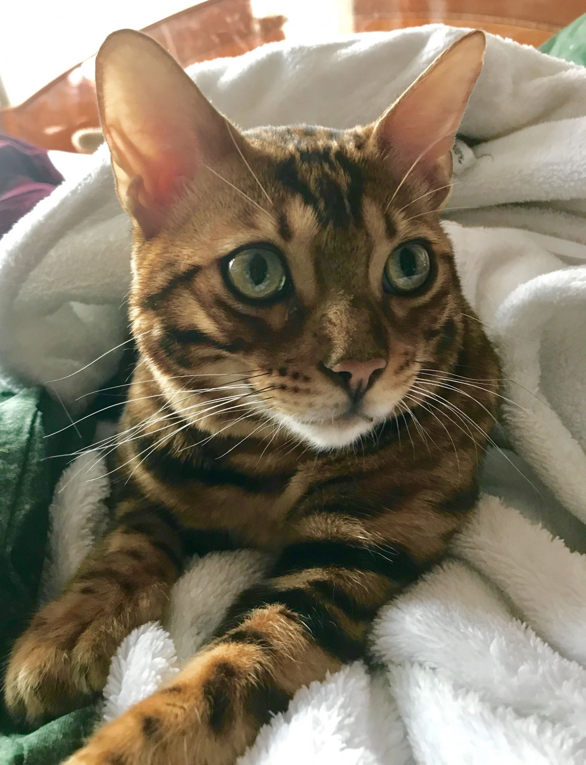 Метис бенгальской кошки