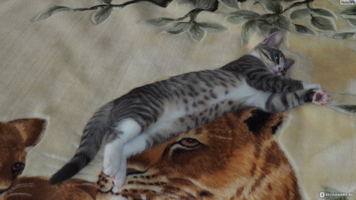 Бенгальский рыжий кот помесь