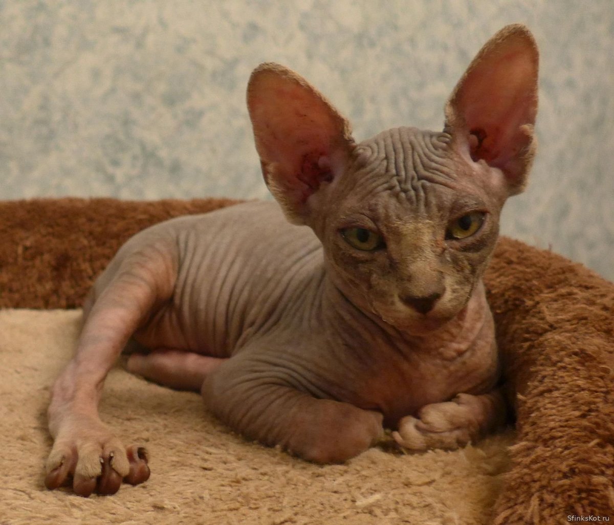 Канадский сфинкс леопардовый