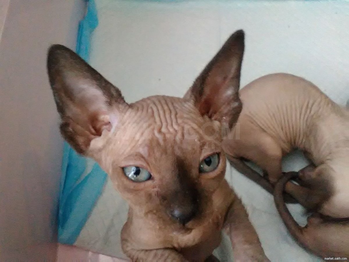 Дальневосточный сфинкс Леша