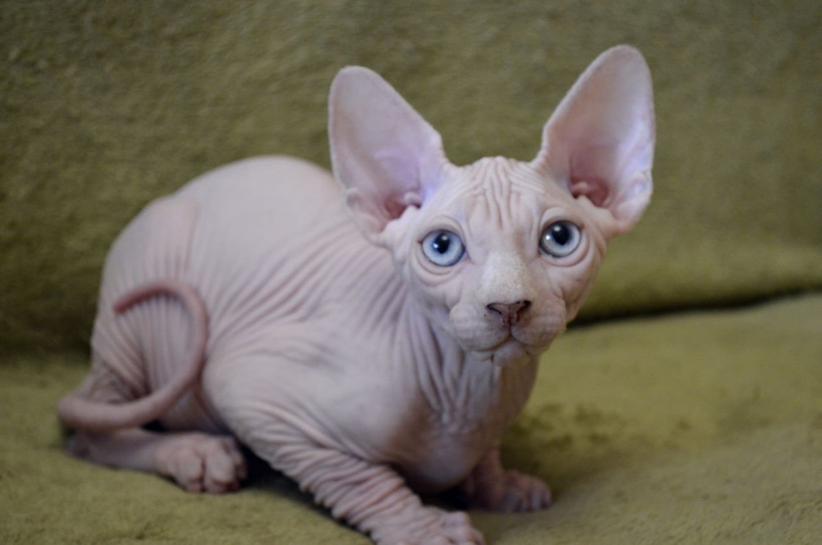 Помесь канадского и Донского сфинкса