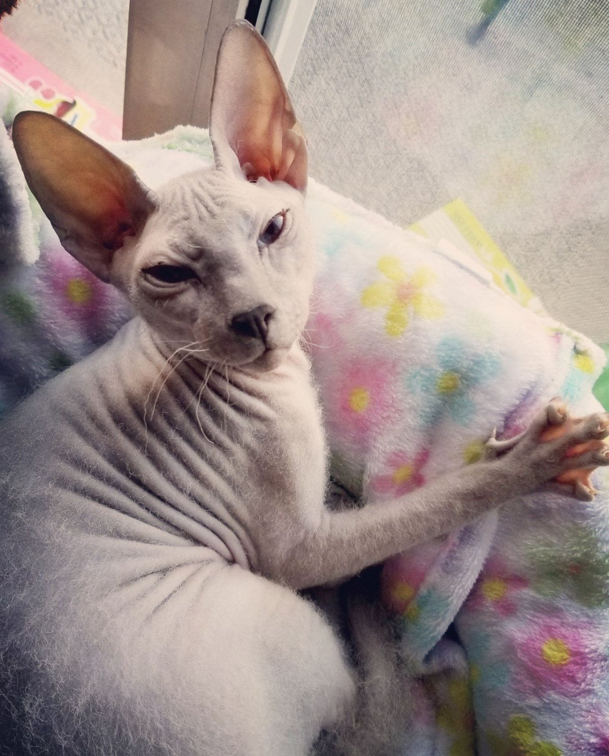 Донской сфинкс пушистый