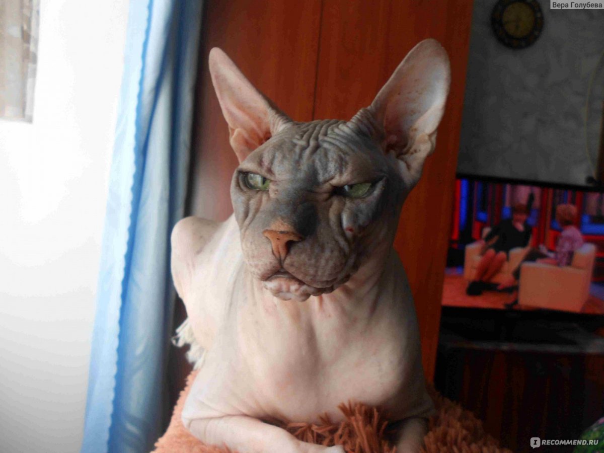 Чучело сфинкса