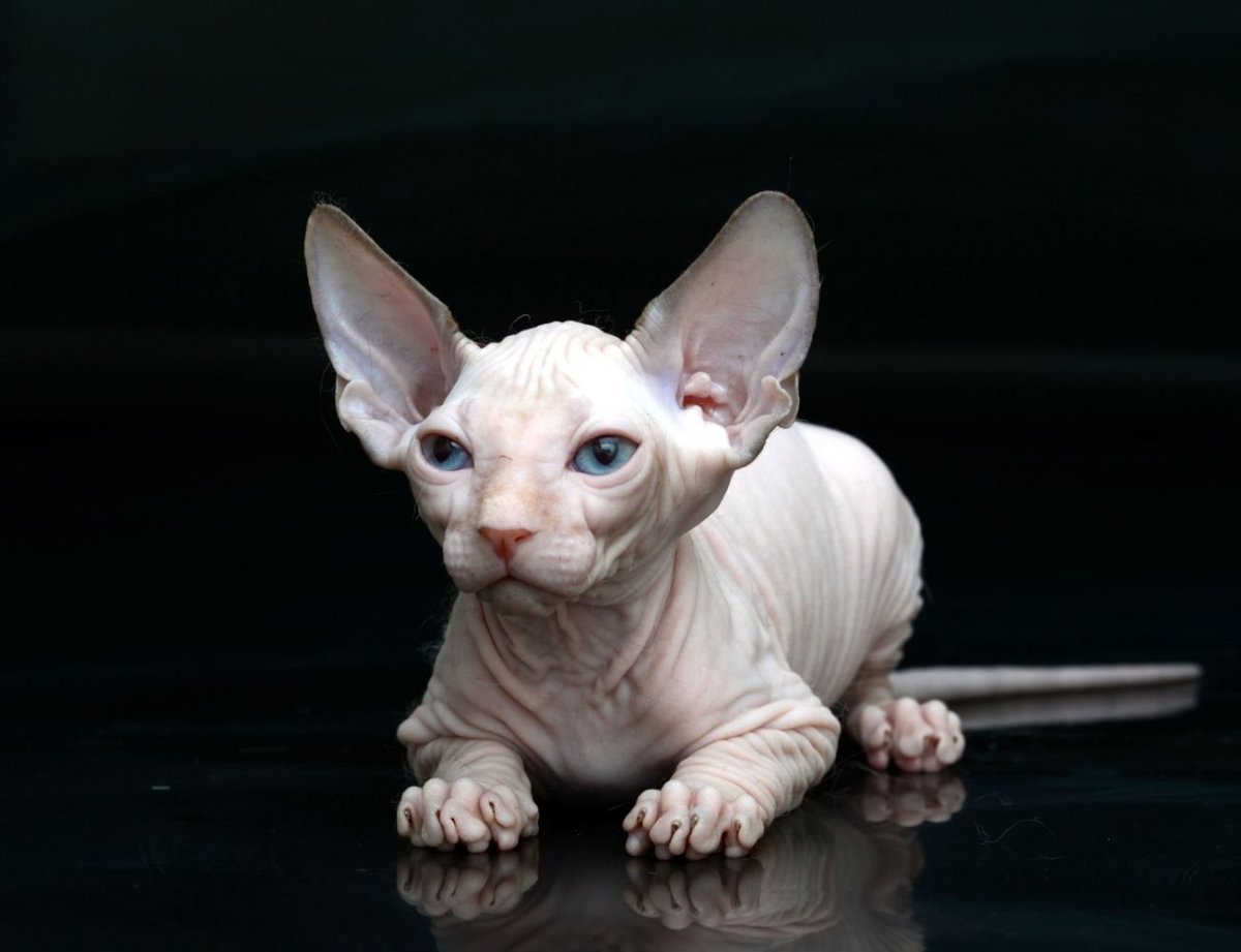 Канадский сфинкс Эльф