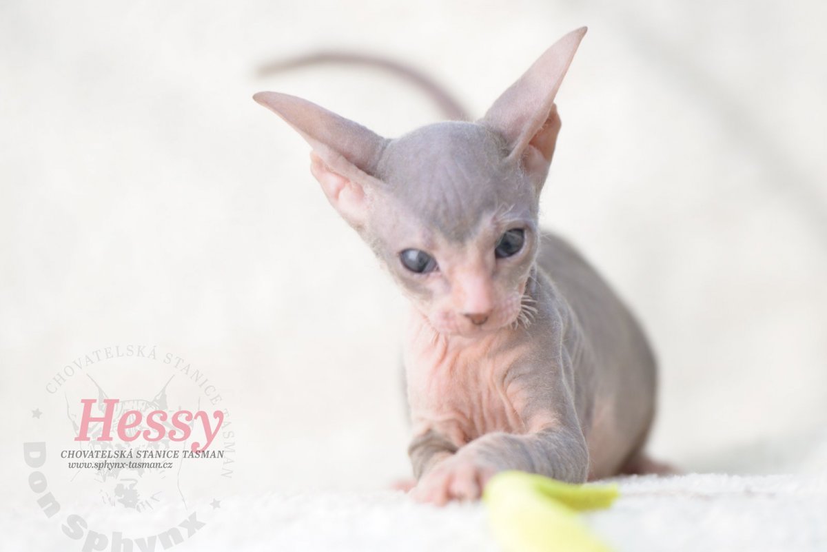 Донской сфинкс достопримечательность