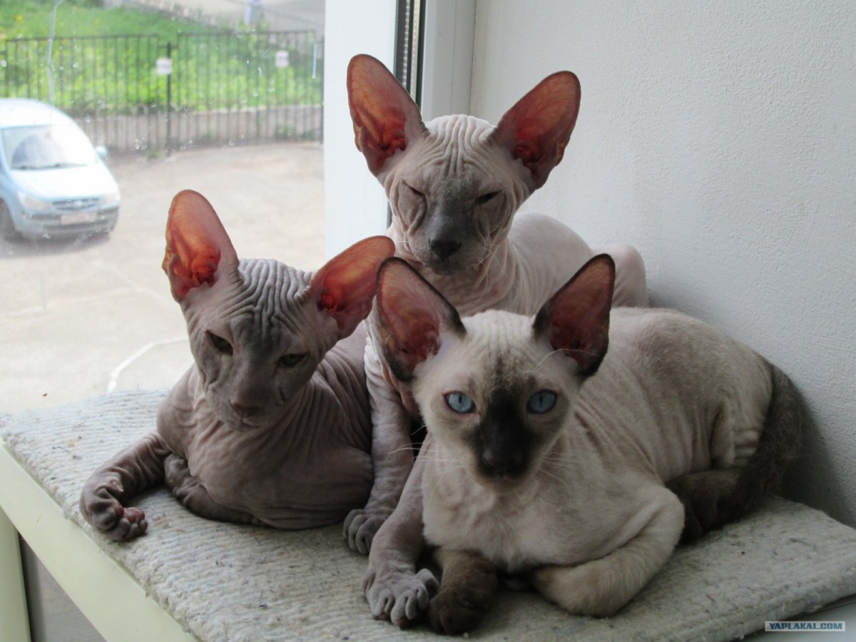 Петерболд Петербургский сфинкс