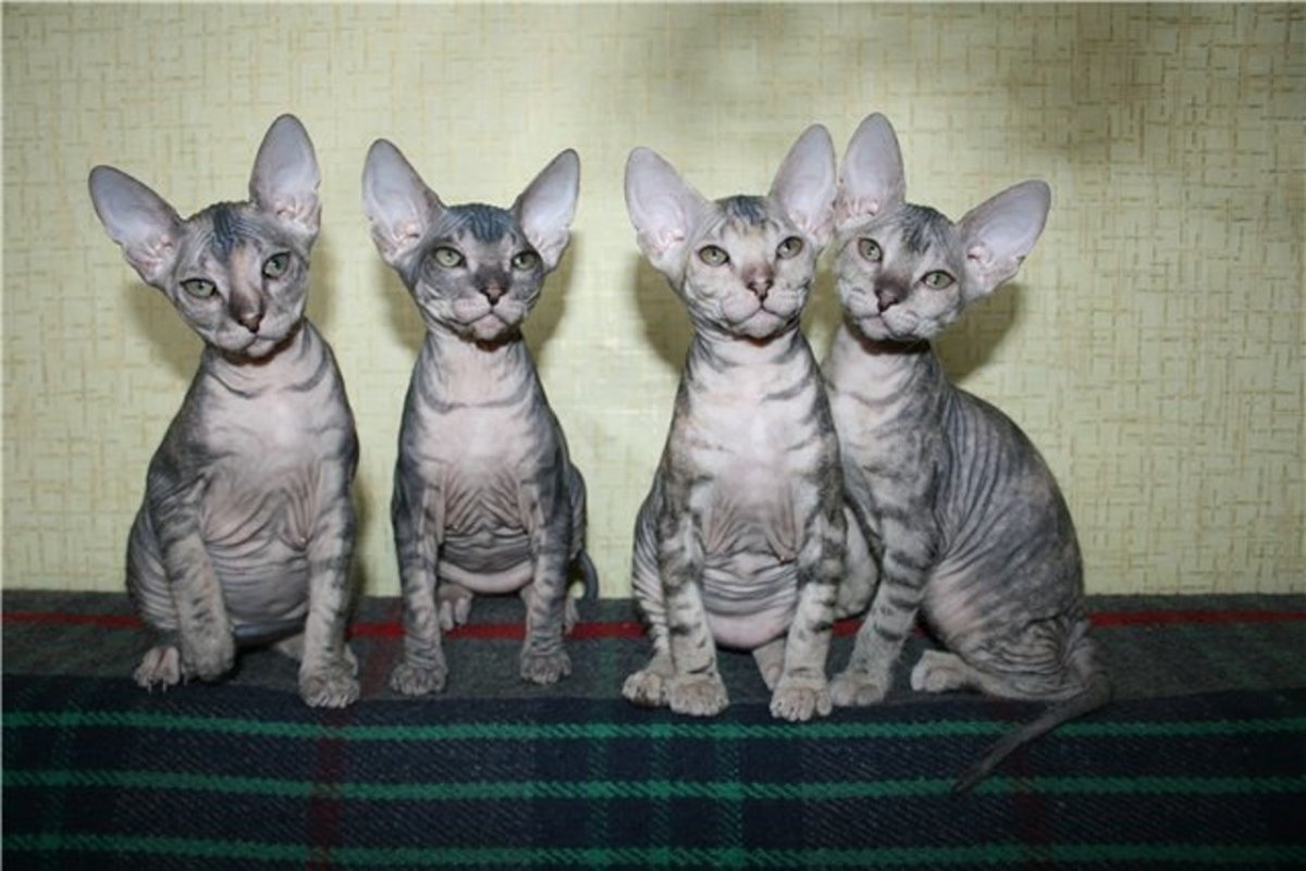 Сфинкс порода кошек толстый