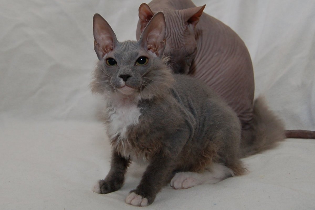 Канадский сфинкс лапы