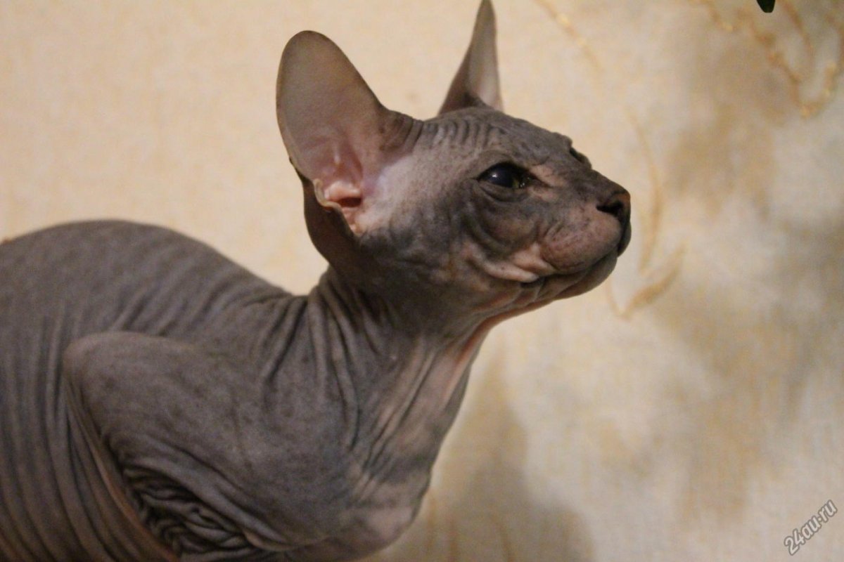 Донской сфинкс грациозность