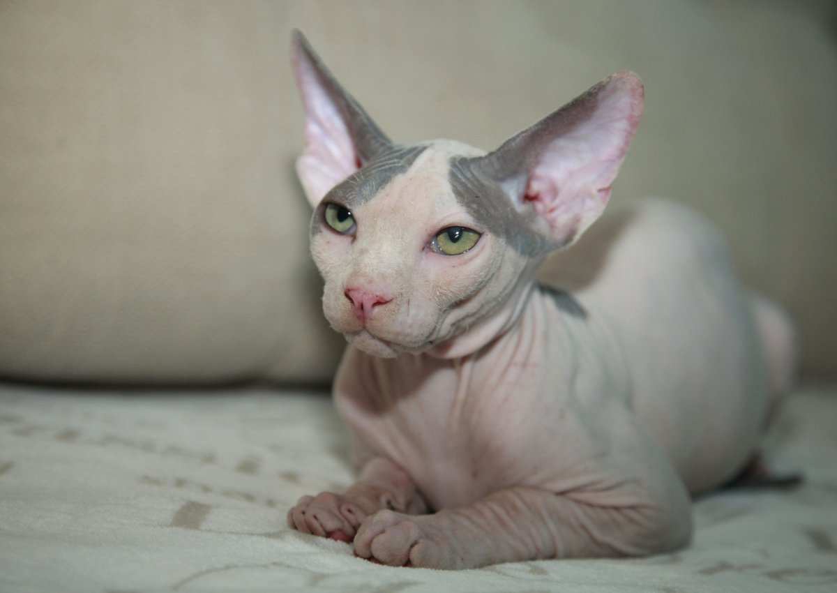 Котята Шотландские лысые