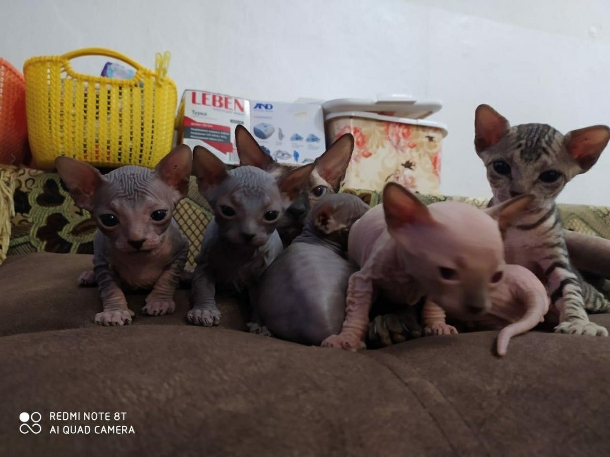 Канадский сфинкс велюровый