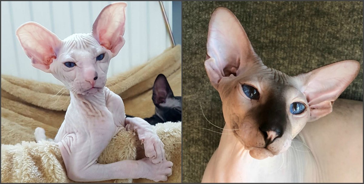 Сфинкс Петерболд велюровый