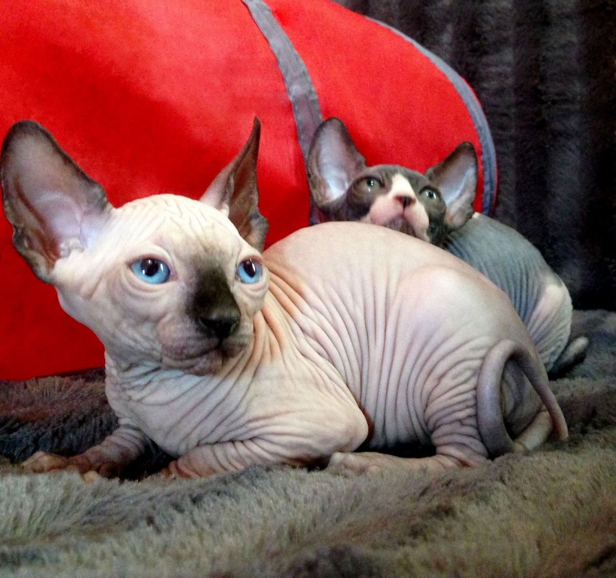 Канадский сфинкс gbnth,JKL