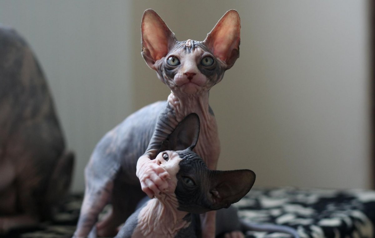 Улыбки сфинксов