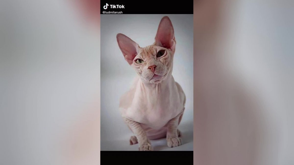 Канадский сфинкс gbnth,JKL