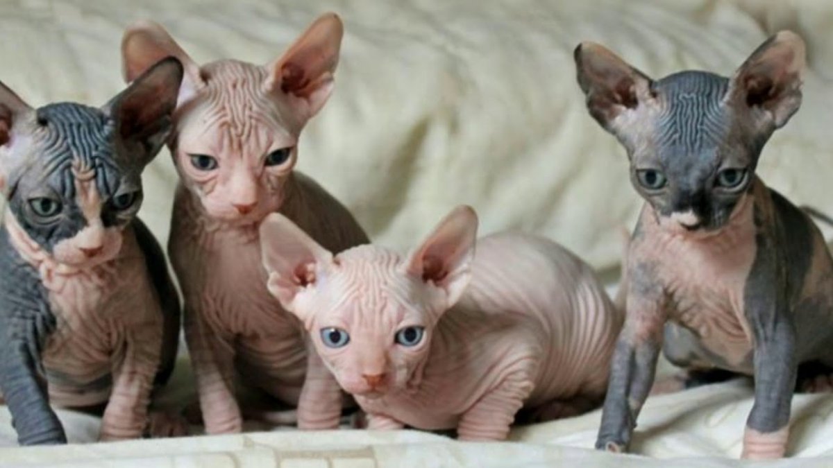 Донской сфинкс Бамбино