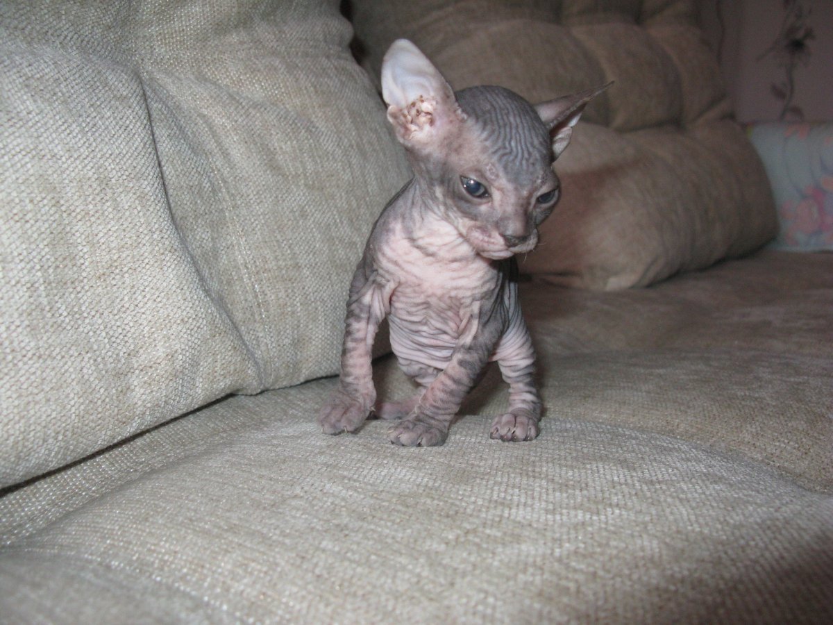 Данский сфинкс котёнок