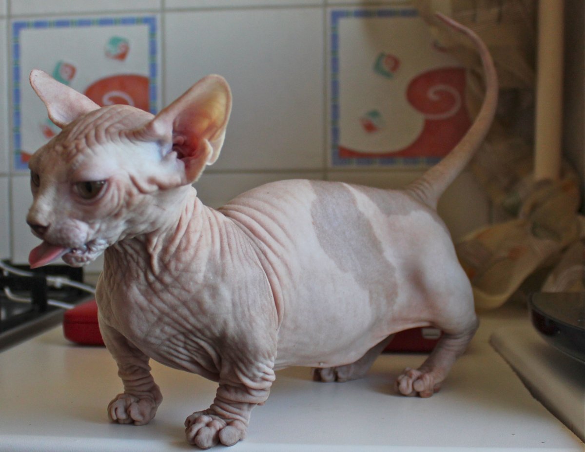 Кошка сфинкса гуляет но кот