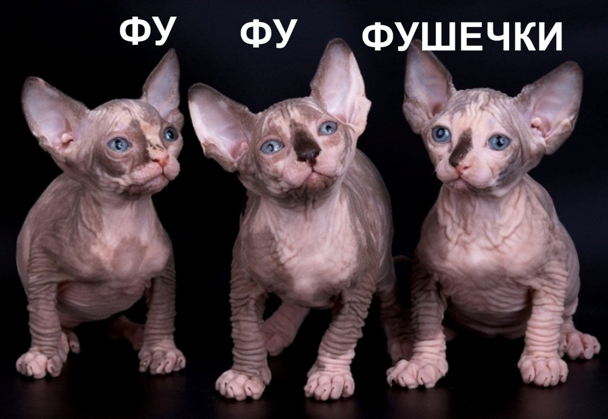 Сфинкс Петерболд