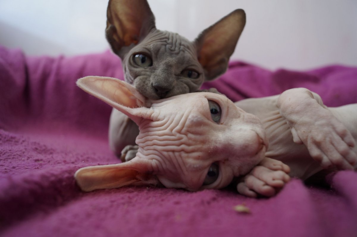 Улыбка сфинкса