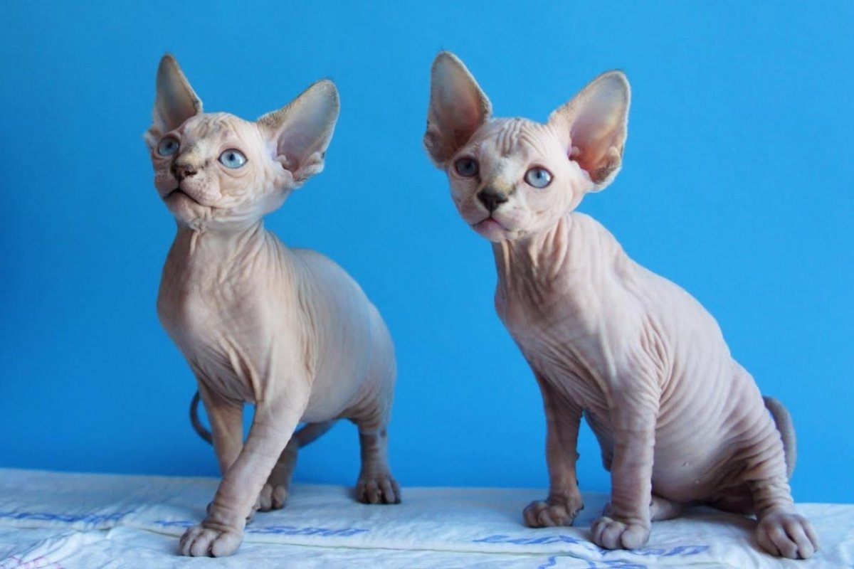 Канадский сфинкс питомник antiquus