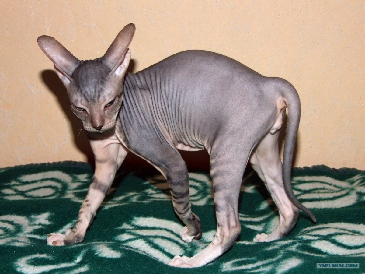 Сфинкс канадский Донской и Петерболд