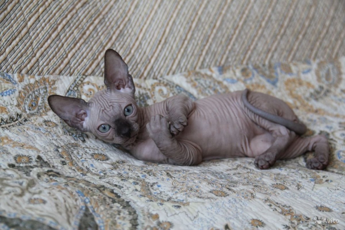 Канадский сфинкс девочка