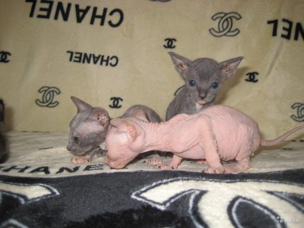 Донской сфинкс профиль