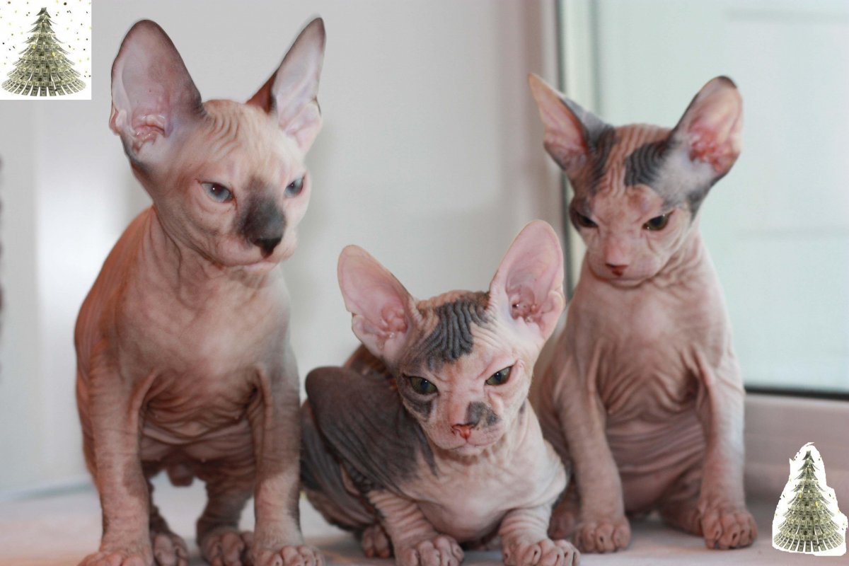 Донской сфинкс